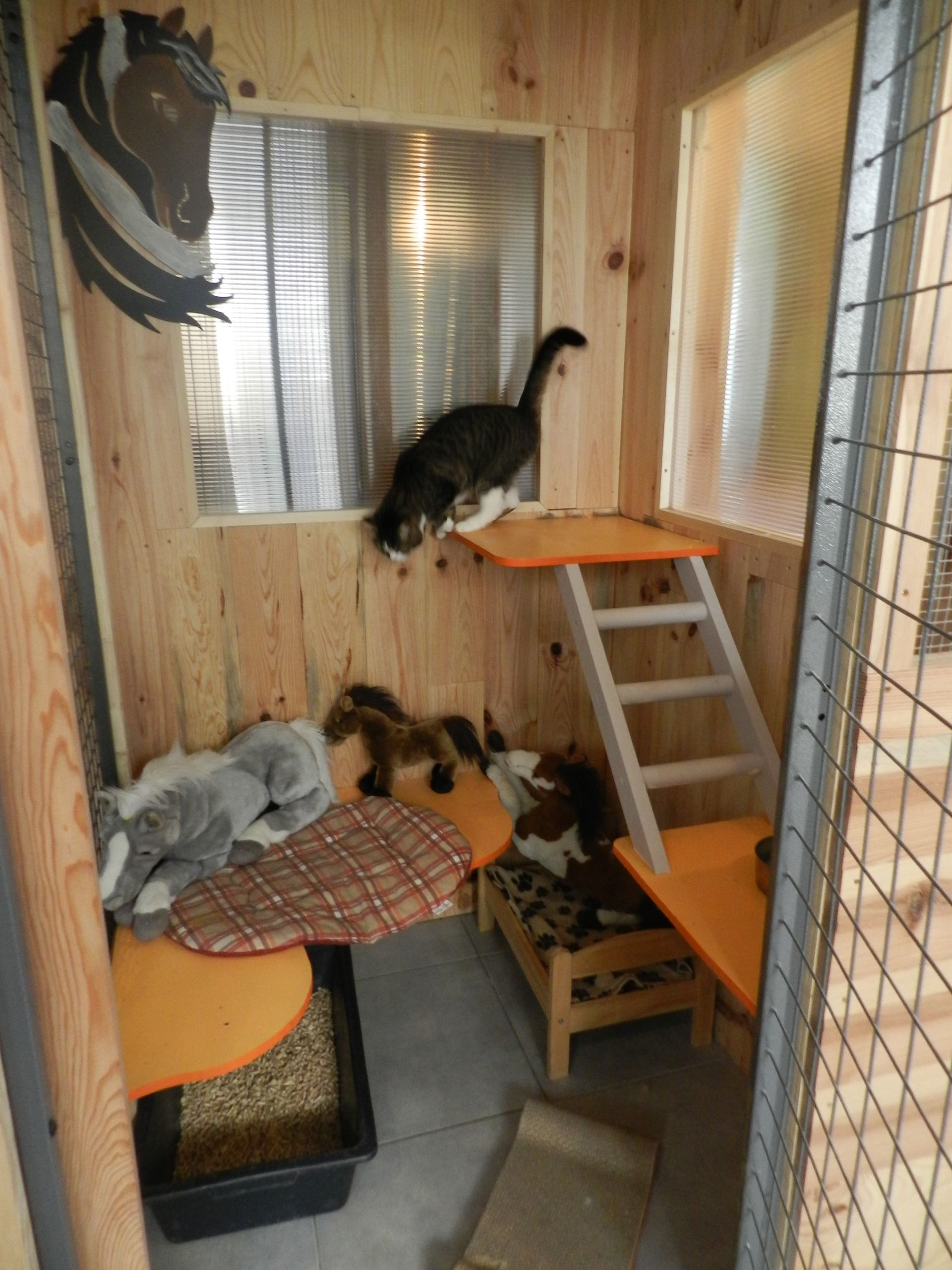 Chat dans son box avec peluches de chevaux.