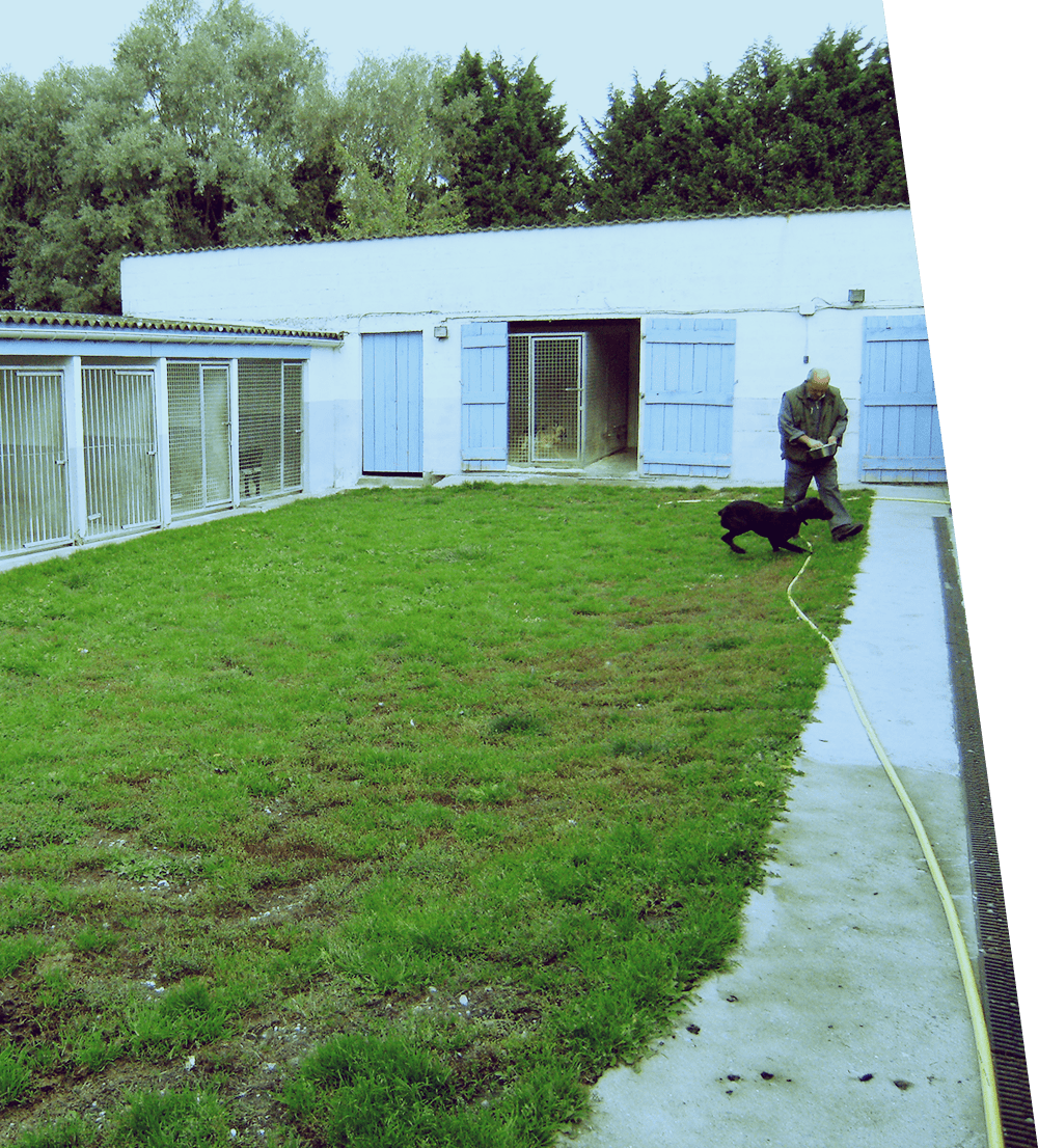 Box pour chiens disponible.