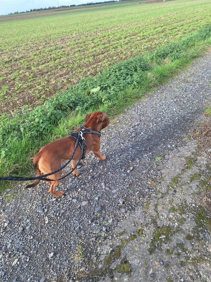 Chien brun en laisse marchant le long d'un chemin de gravier à côté d'un champ.