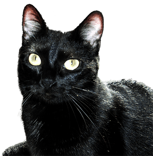 Chat noir en gros plan.