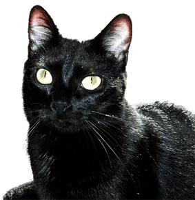 Chat noir en gros plan.