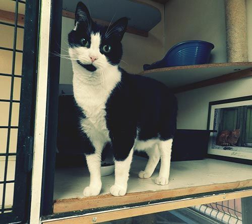 Chat noir et blanc en chatterie.