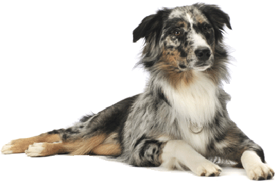 Berger australien couché.