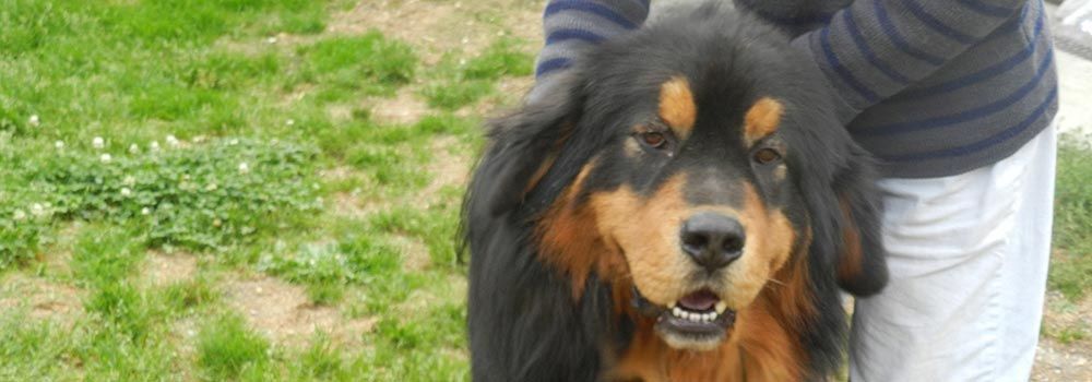 Gros plan sur chien souriant.