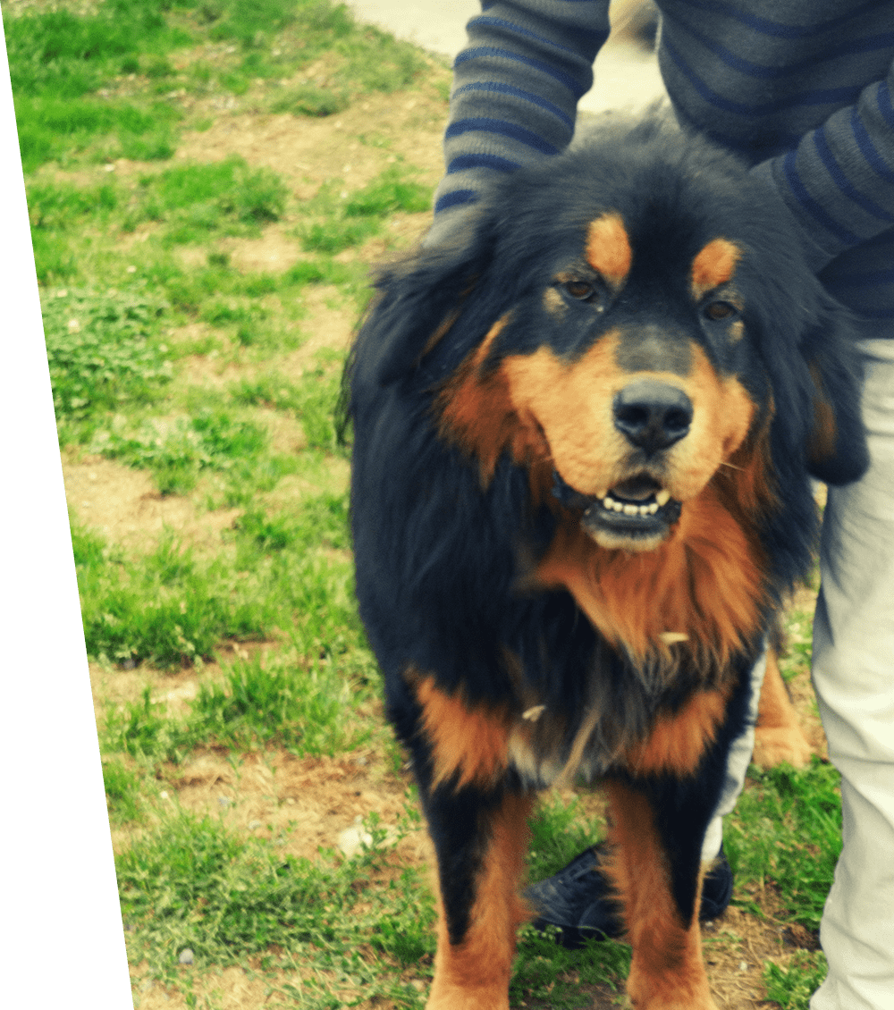 Gros plan sur chien souriant.