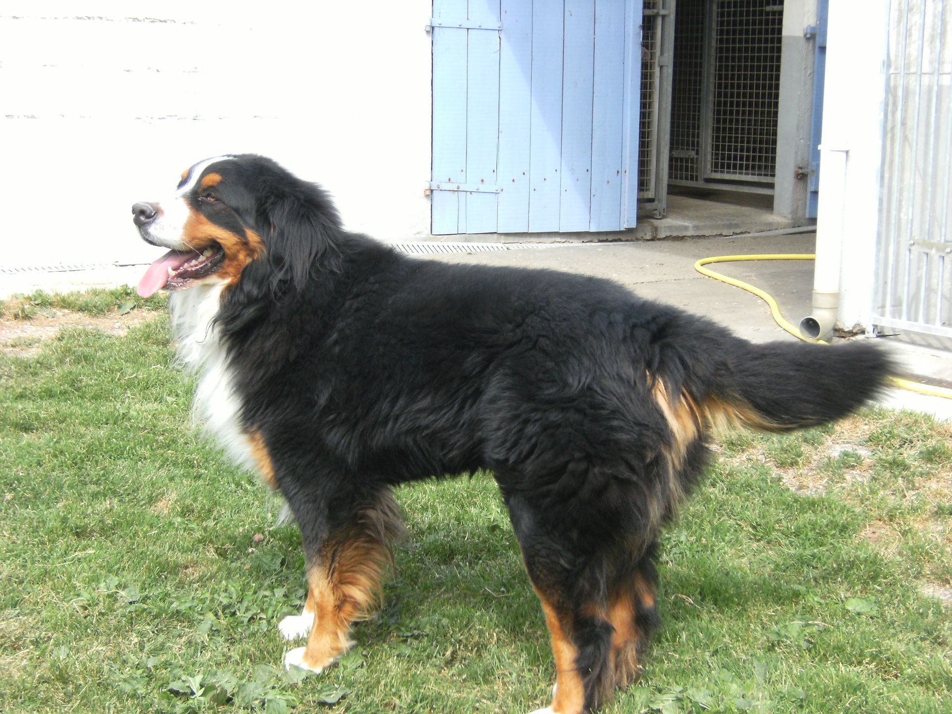 Bouvier bernois souriant.