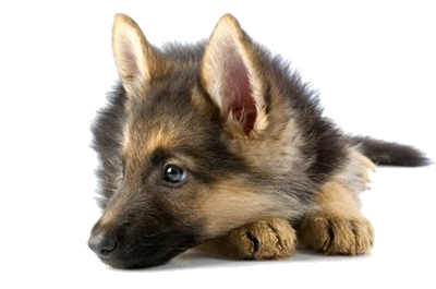 Jeune berger allemand couché.