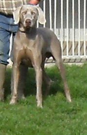 Chien de chasse anglais.