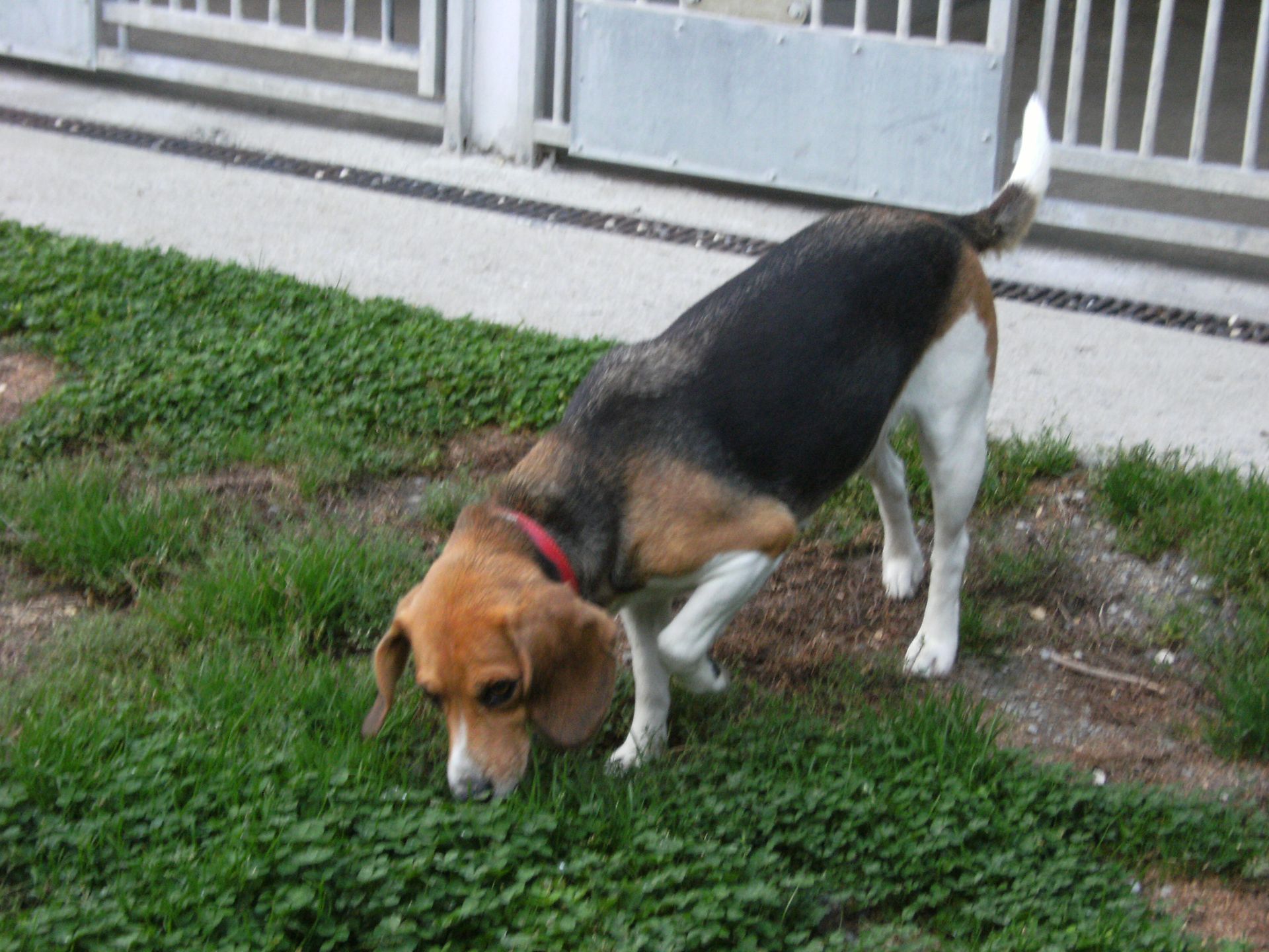 Beagle reniflant le sol.