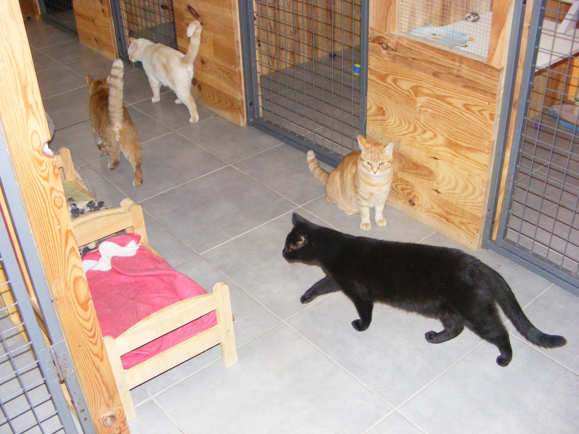 Plusieurs chats se promenant.