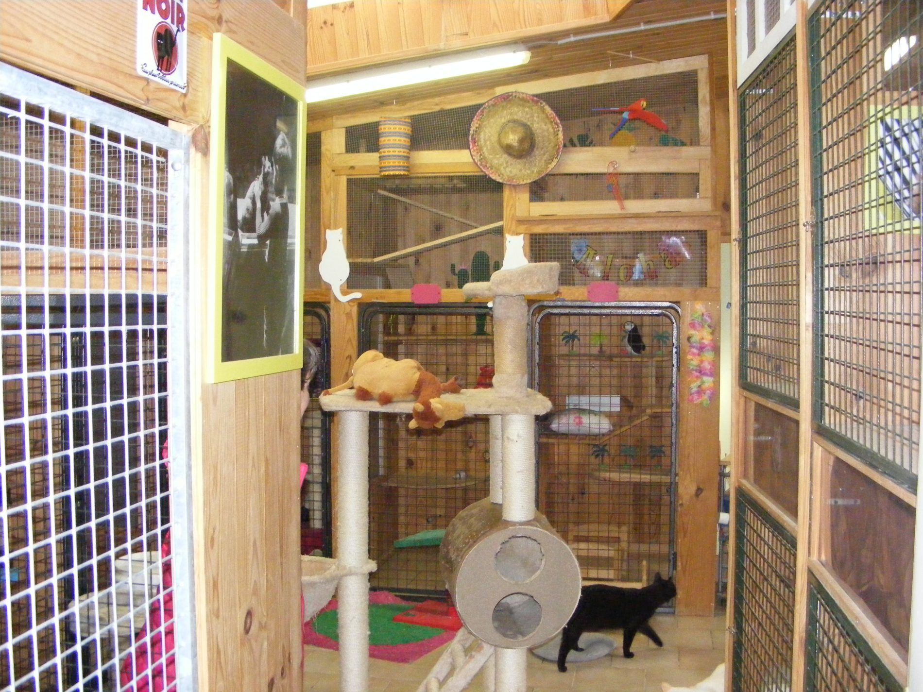 Box occupé dans la chatterie.