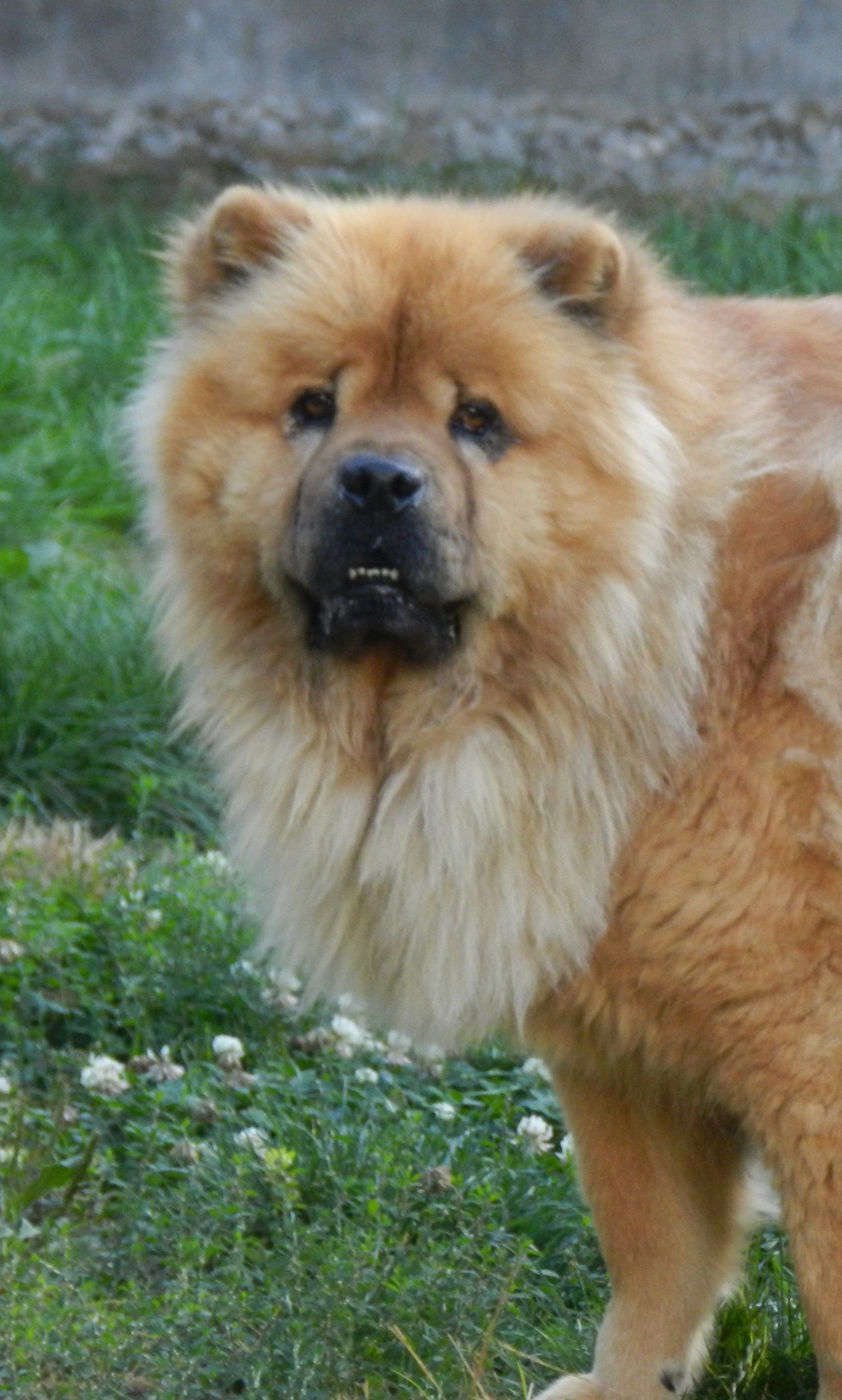 Chow-chow souriant.