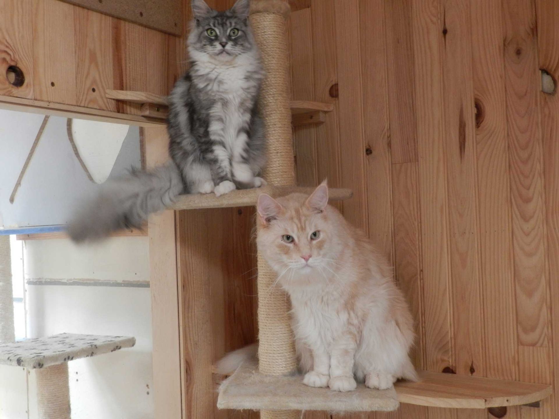 Deux chats, un gris et l'autre roux.