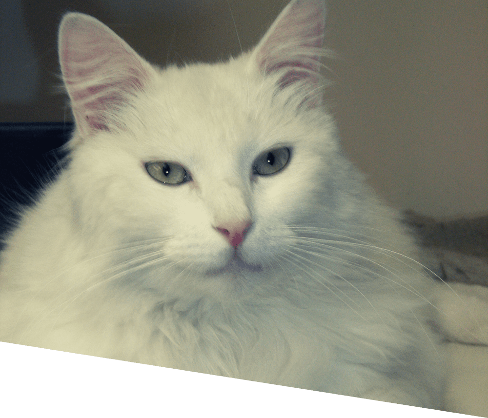 Gros plan sur un chat blanc.