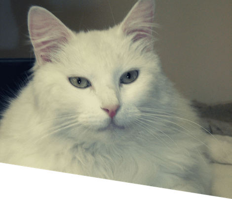 Gros plan sur un chat blanc.