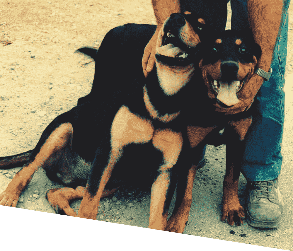 Deux chiens souriants dans les bras de leur gardien.