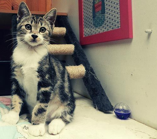 Chaton dans son hébergement.