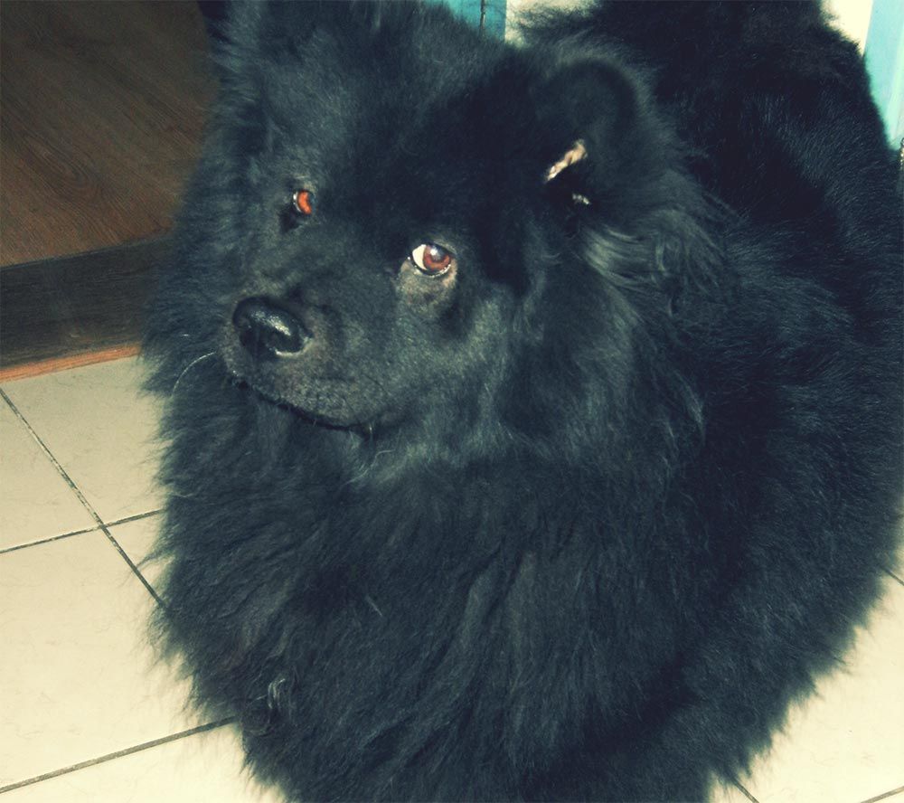 Loulou de Poméranie noir.