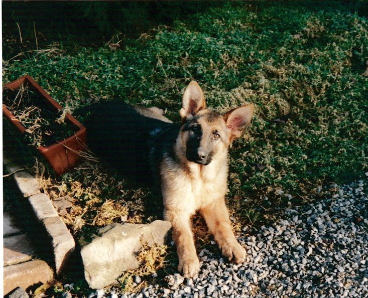 Jeune berger allemand couché.