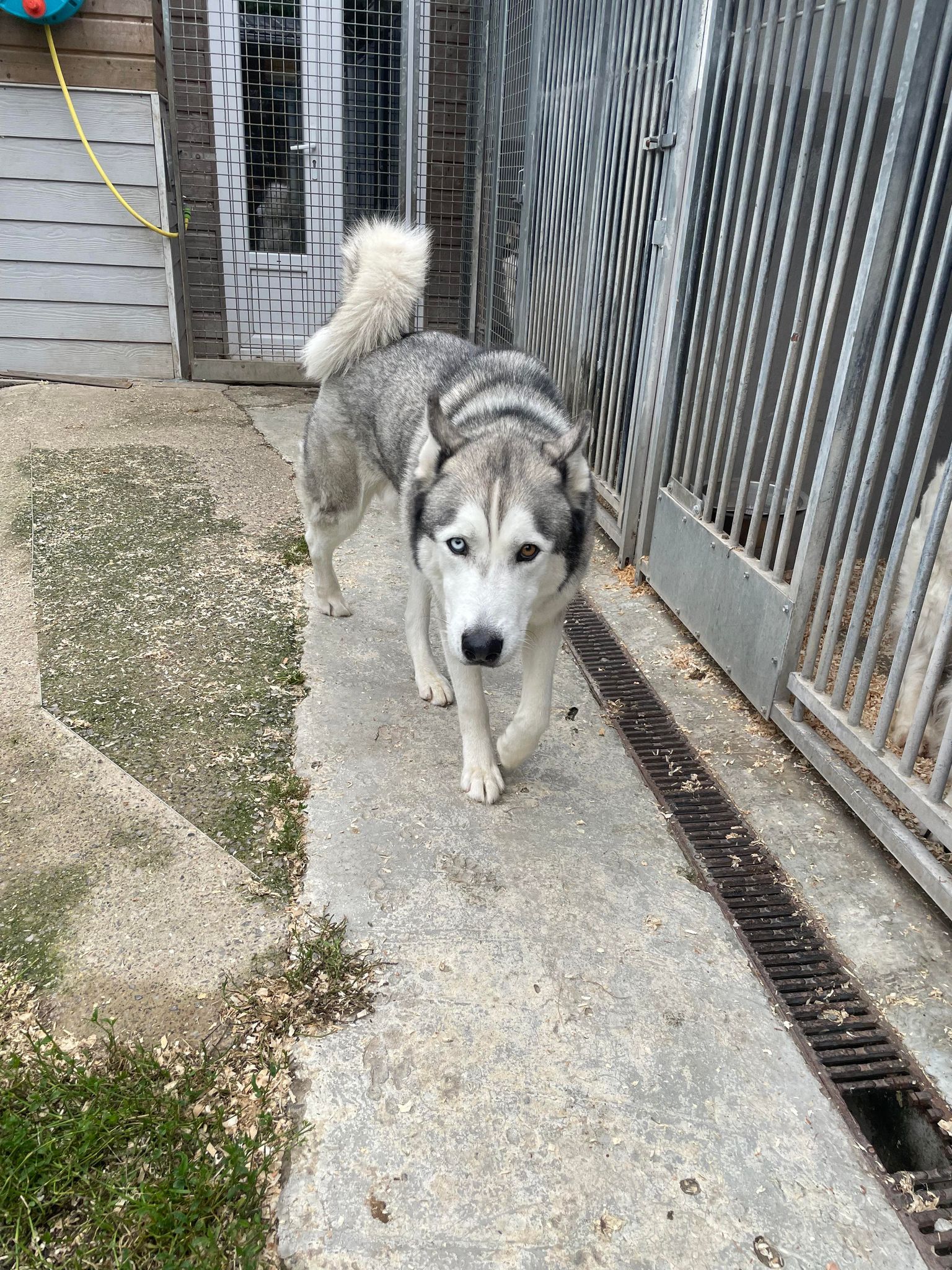 Un husky gris et blanc aux yeux verrons marche vers la caméra sur un chemin en béton.