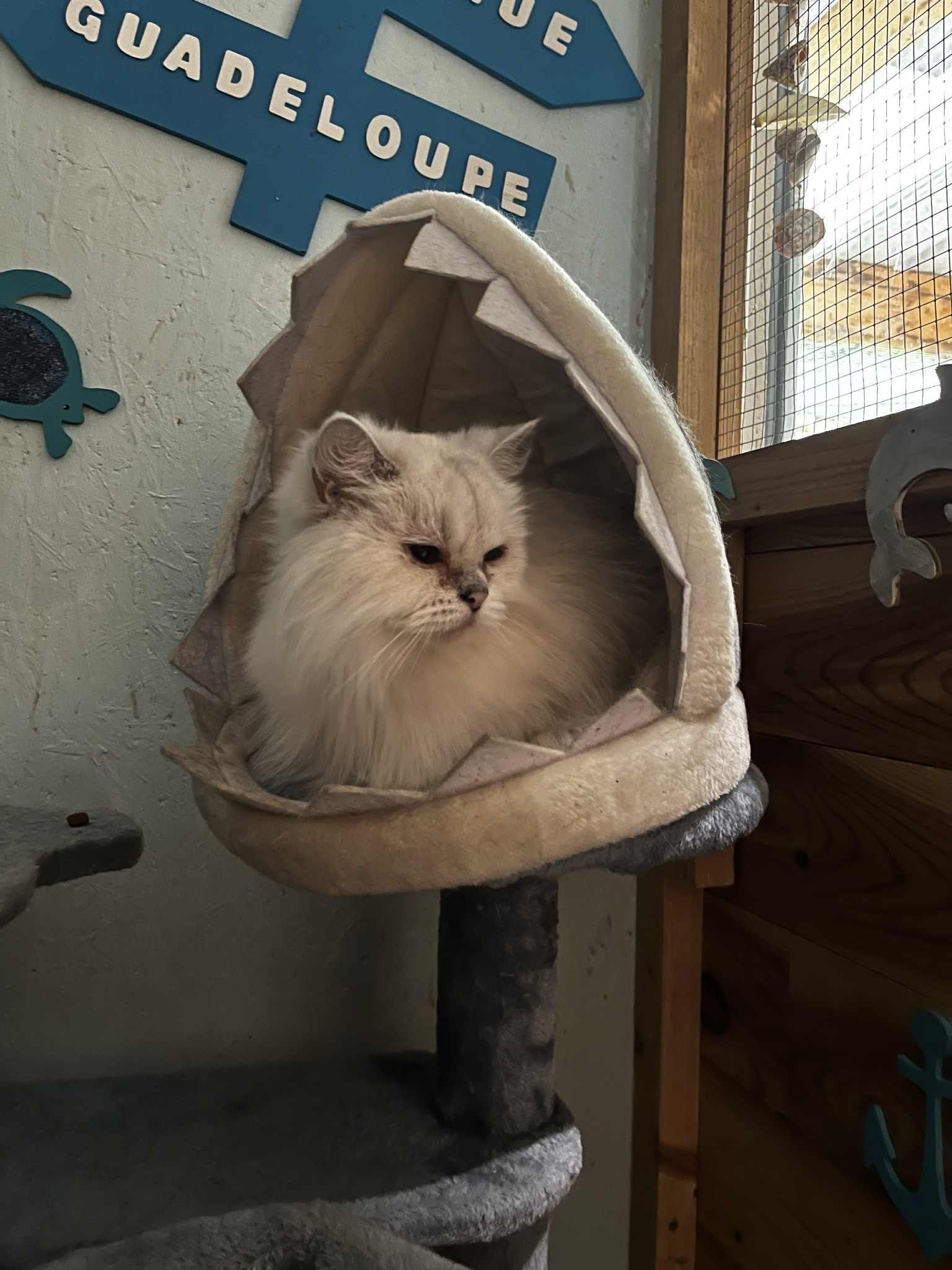 Chat blanc duveteux se reposant dans un panier pour chat en forme de coquillage, sur un arbre à chat.