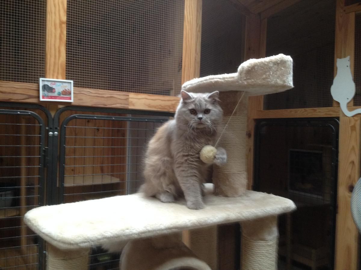 Jeune chat chartreux jouant sur son arbre à chat.