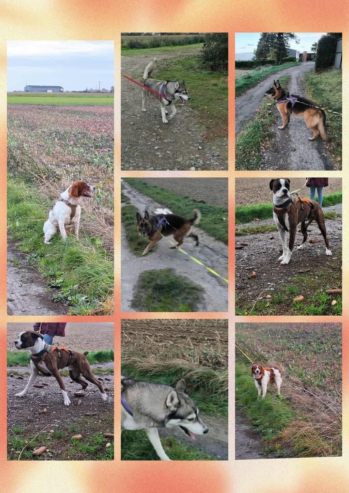 Collage de neuf chiens de races variées, sur un chemin ou dans un champ. Extérieur, verdure et ciel couvert.