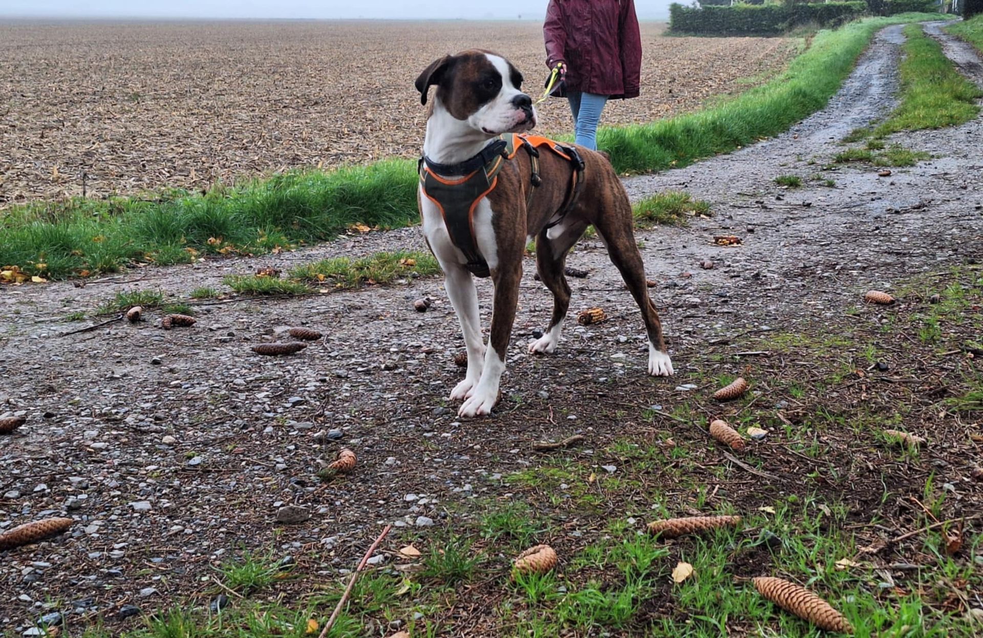 Chien au pelage brun et blanc sur un chemin, personne en arrière-plan, champ.