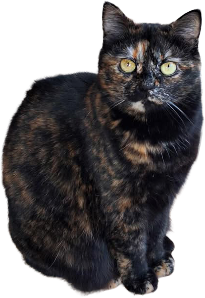 Chat noir en gros plan.