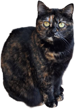 Chat noir en gros plan.