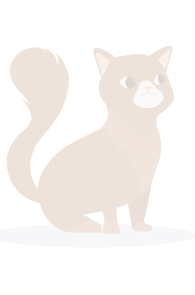 Illustration de chat.