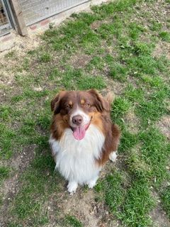 Un chien brun et blanc, la langue pendante, est assis dans l'herbe.