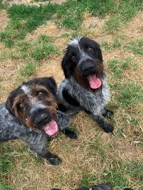 Deux chiens gris et noirs au pelage long et hirsute sont assis sur l'herbe, la langue pendante, regardant l'objectif.