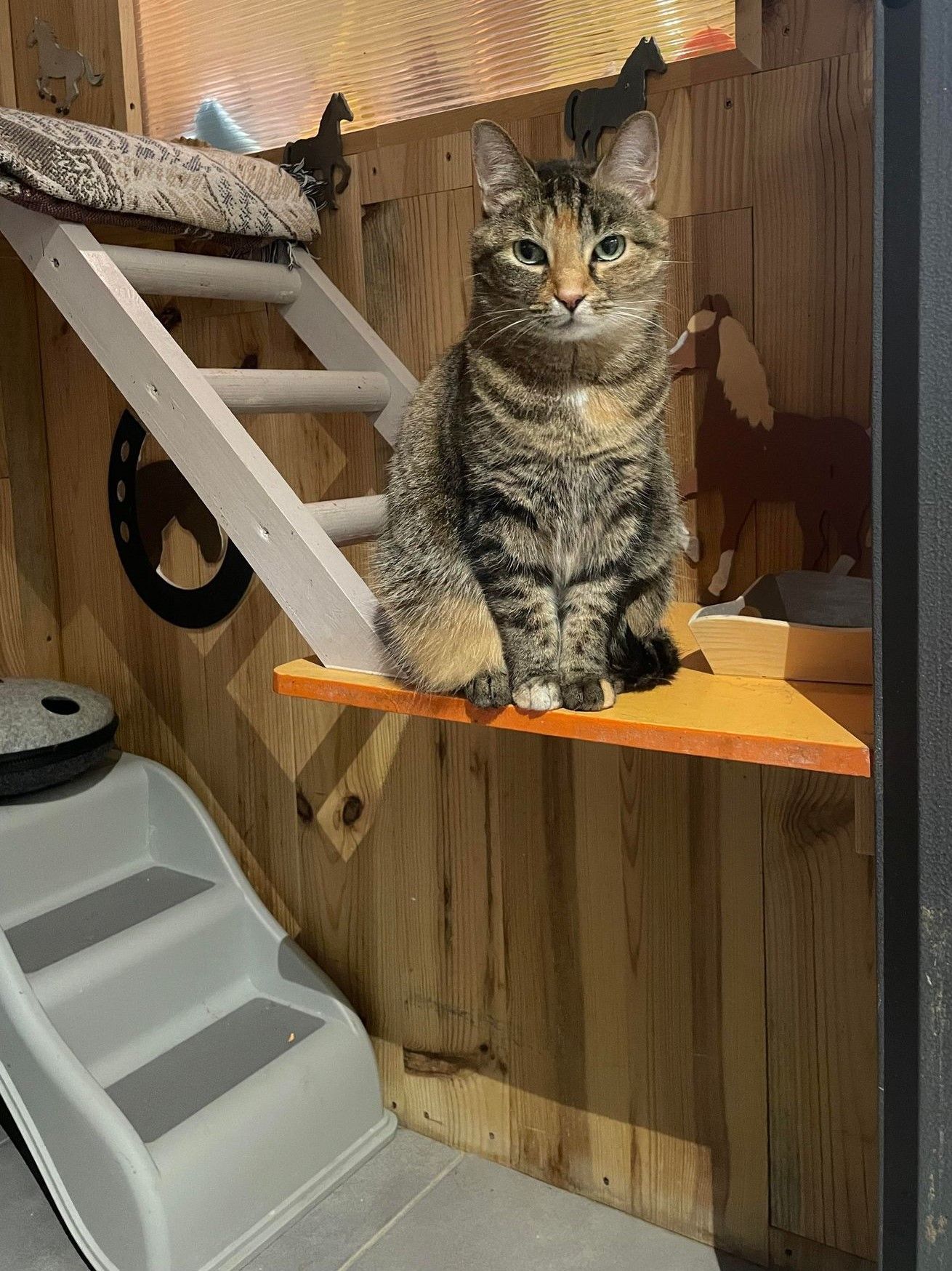 Un chat tigré est assis sur une étagère à l'intérieur d'une structure en bois comportant des escaliers et une rampe.
