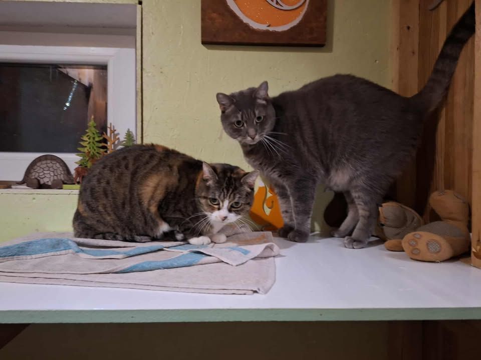 Deux chats, l'un gris, l'autre tigré, sont assis sur un comptoir. Le tigré mange, le chat gris regarde.