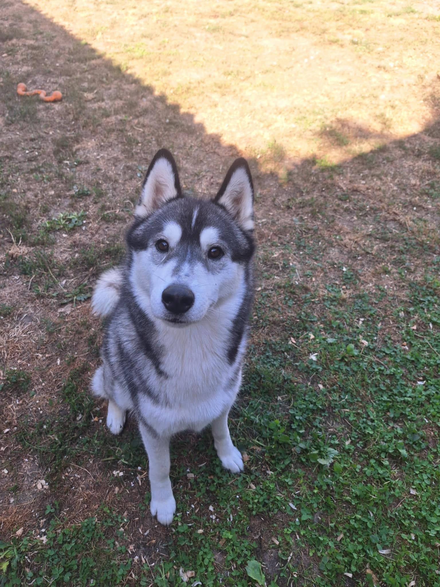 Un husky assis dans l'herbe regarde l'objectif. Pelage noir et blanc, journée ensoleillée.