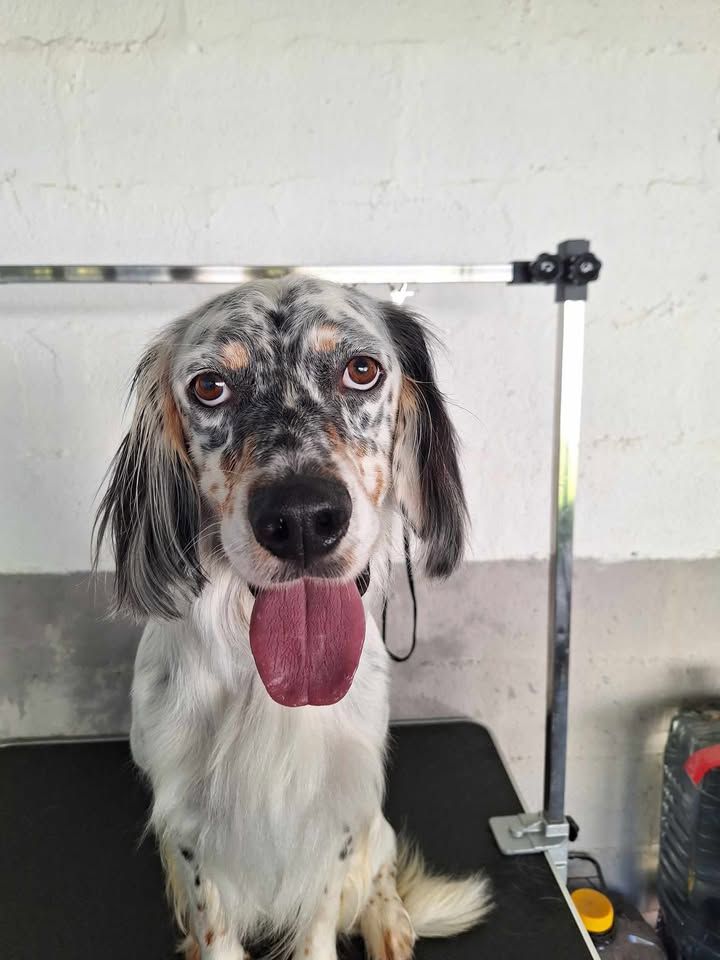 Toilettage d'Orko, chien souriant.