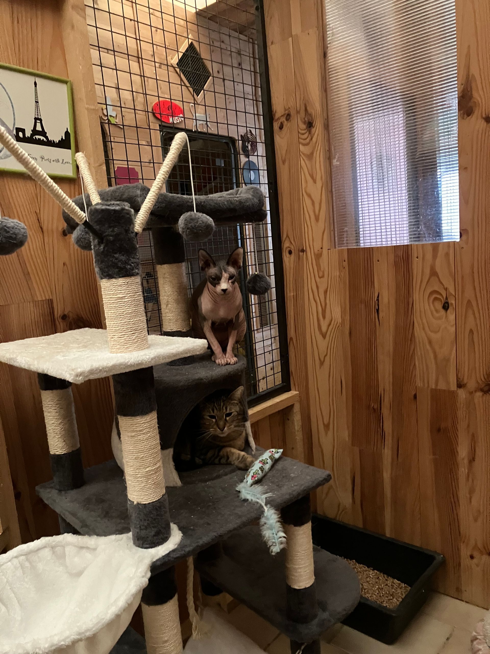 Chat perché sur un arbre à chat dans une pièce lambrissée, regardant droit dans l'objectif.