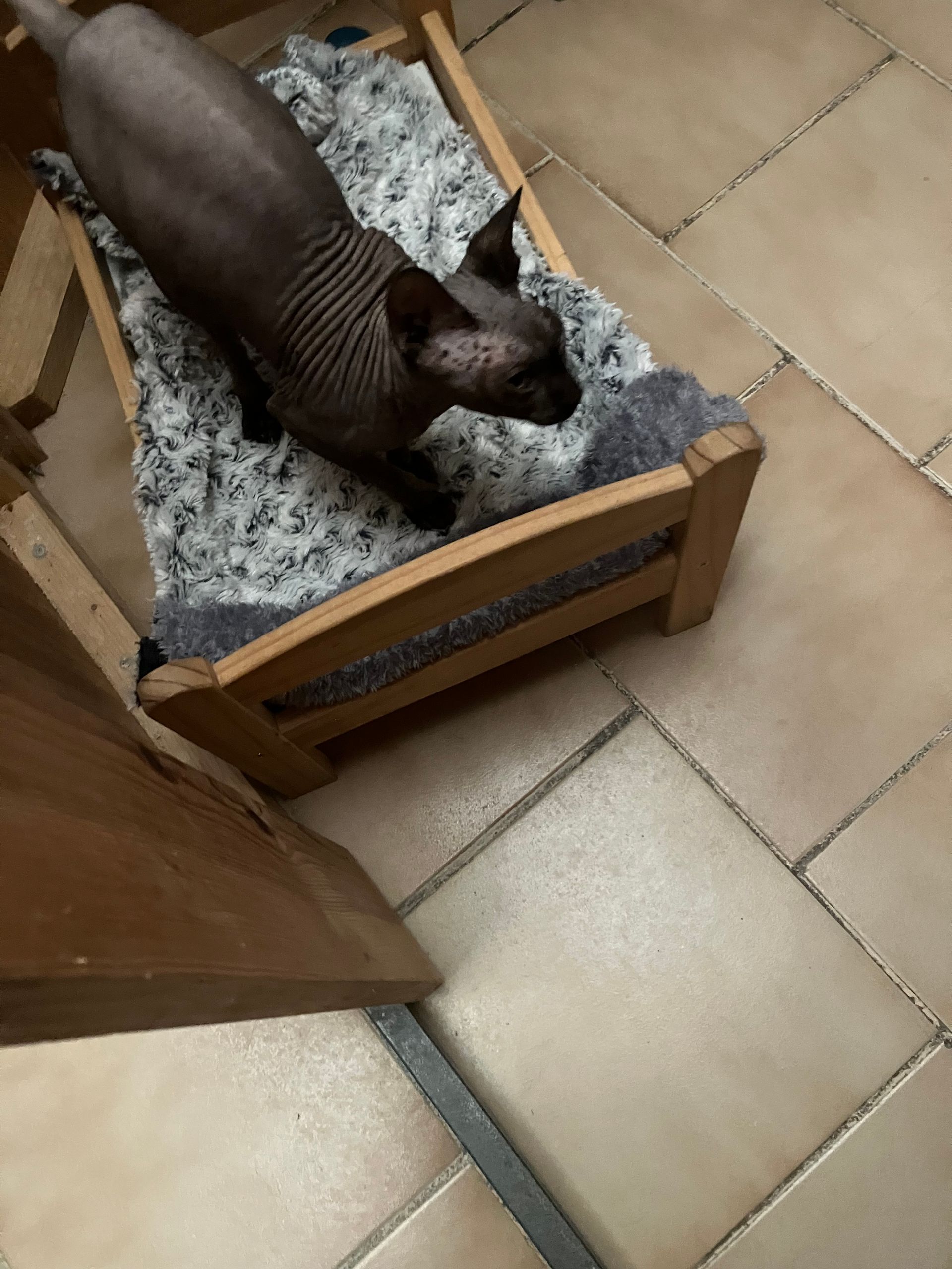 Un chat sans poils dans un lit en bois, recouvert d'une couverture grise moelleuse, sur un sol carrelé.