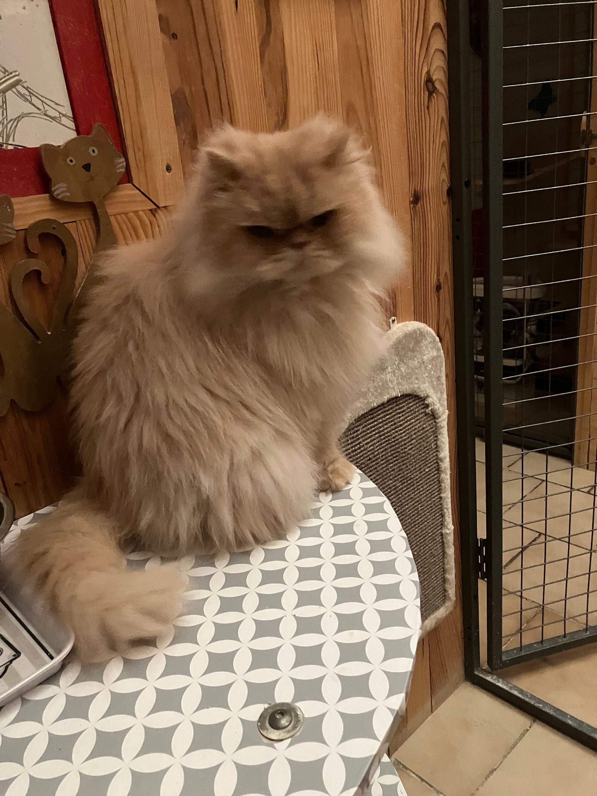 Chat persan duveteux couleur pêche assis sur une surface à motifs près d'un mur en bois et d'un portail en métal.