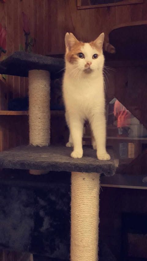 Chat blanc et orange debout sur un arbre à chat, regardant droit devant lui.
