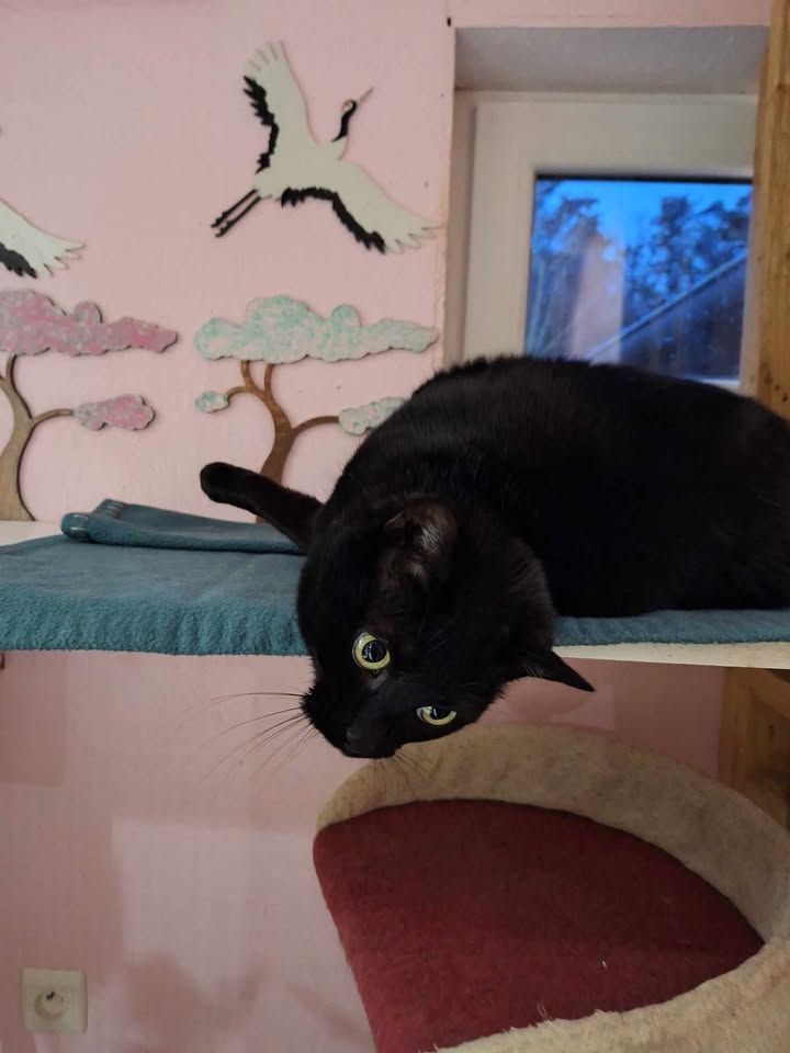 Un chat noir regarde par-dessus une étagère, devant un mur rose décoré de grues et d'arbres.