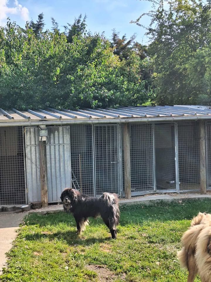 Un chien noir se tient devant des chenils dans une zone herbeuse, sous un ciel ensoleillé.