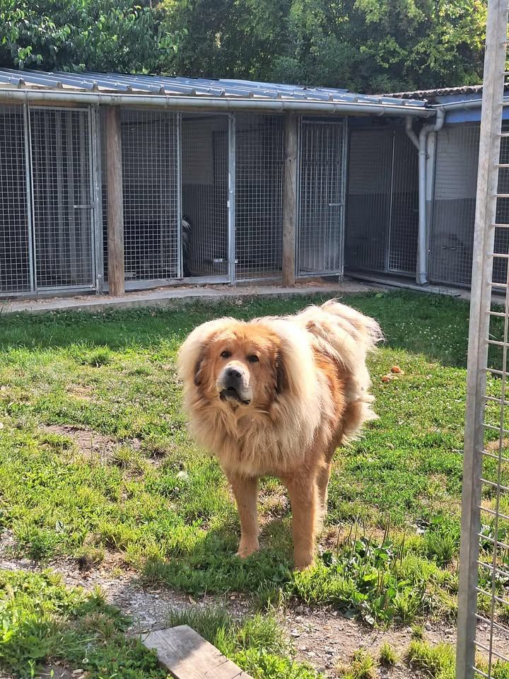 Gros chien poilu, brun et beige, debout dans une cour herbeuse devant une rangée de chenils.