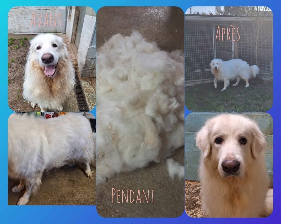 Collage : Avant, pendant et après le toilettage d’un chien de race Grand Pyrénéen blanc. Illustre la texture de son pelage et la transformation du chien.