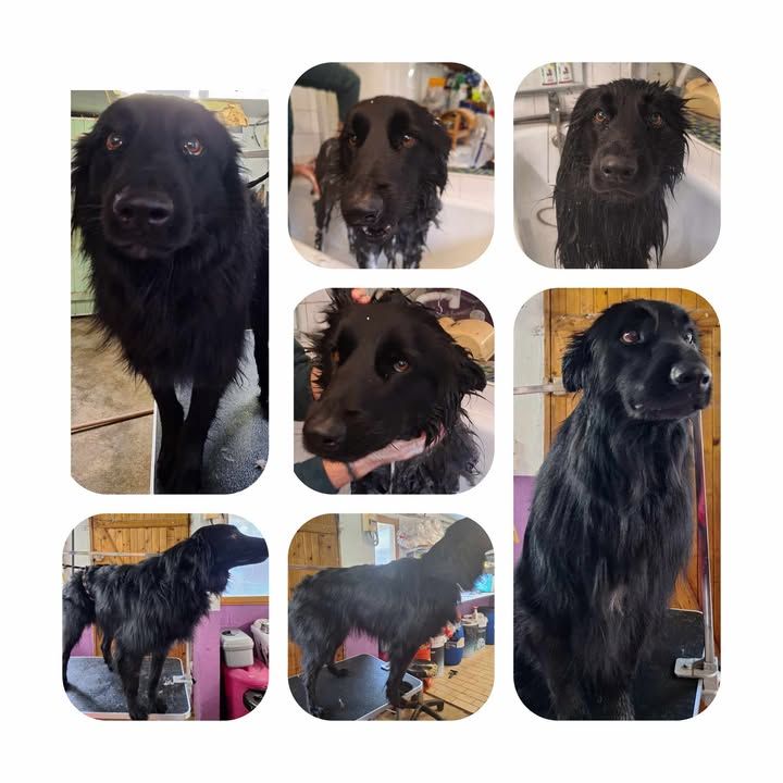 Collage d'un chien noir : mouillé dans une baignoire, sec avec son pelage sur une table de toilettage, et avec un pelage propre.