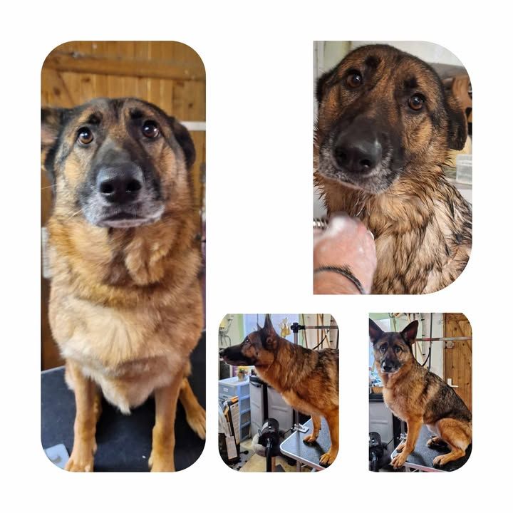 Collage d'un berger allemand en séance de toilettage ; pelage brun et noir, plusieurs poses.