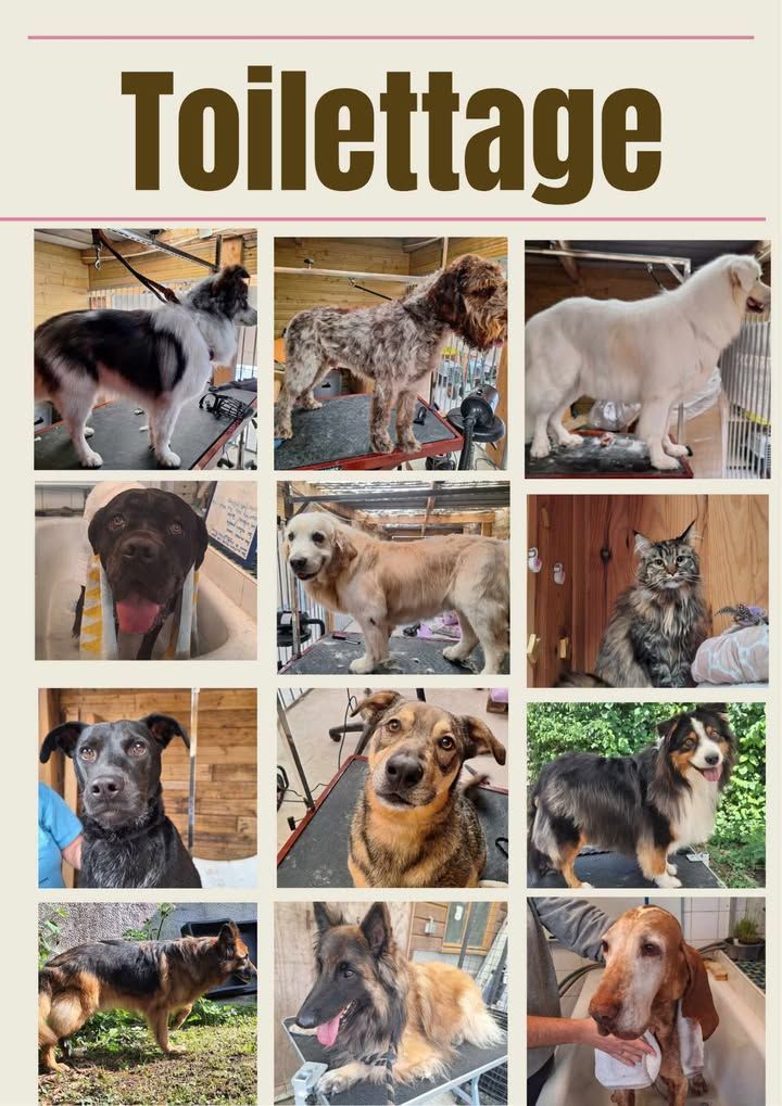 Collage de chiens toilettés et d'un chat.