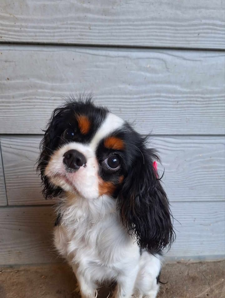 Chiot Cavalier King Charles Spaniel tricolore, la tête penchée, les yeux marrons et le pelage mouillé, devant un mur gris.