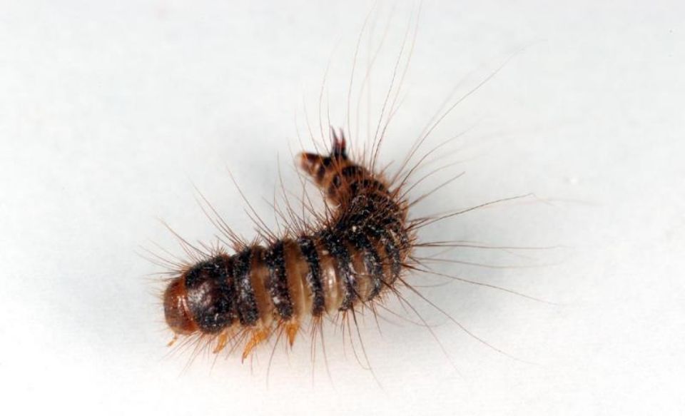 T:mi Napapiirin Tuhohyönteistorjunta